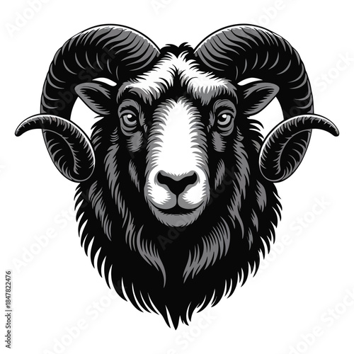 black and white sheep