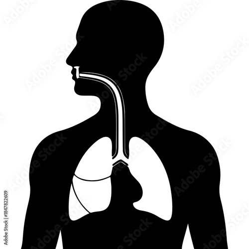 Human respiratory system anatomy with transparent background