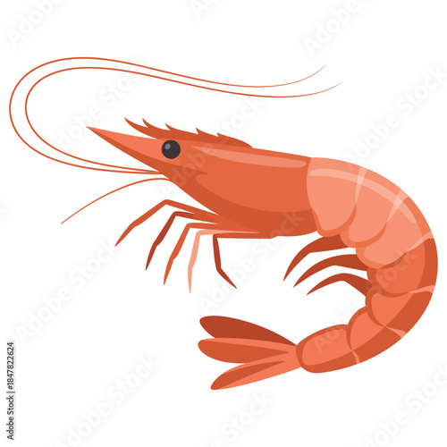 shrimp on white background