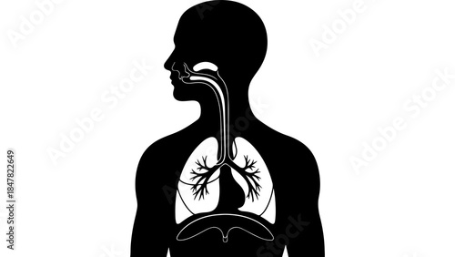 Human respiratory system anatomy with transparent background