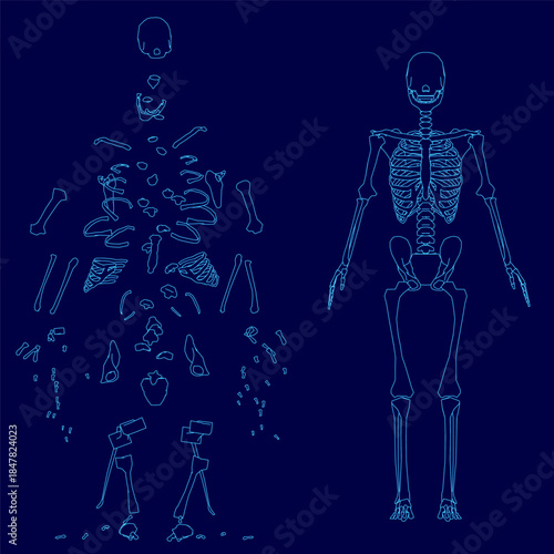 An exploded view of a human skeleton with animated contour lines. Detailed bones and joints are scattered across a solid blue background for educational or medical use.