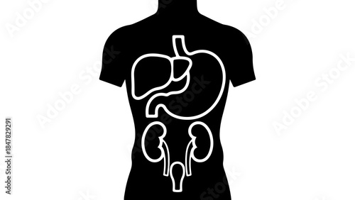 Human anatomy outline with internal organs