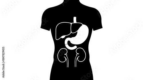 Human anatomy organs outline with transparent background