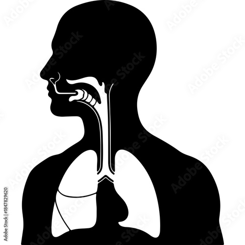 Human respiratory system anatomy with transparent background