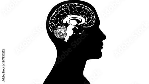 Human head silhouette with brain anatomy with transparent background