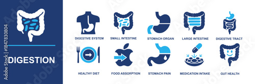 Digestion icon set. Containing digestive system, small intestine, stomach organ, large intestine, digestive tract, healthy diet, food absorption, stomach pain, medication intake, gut health and more. 