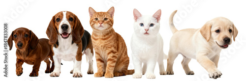 [Transparent Background PNG]A group of various pets including dogs and a cat