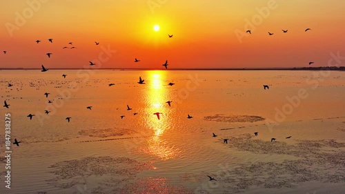 Migratory birds at sunset in Poyang Lake, a flock of geese in flight