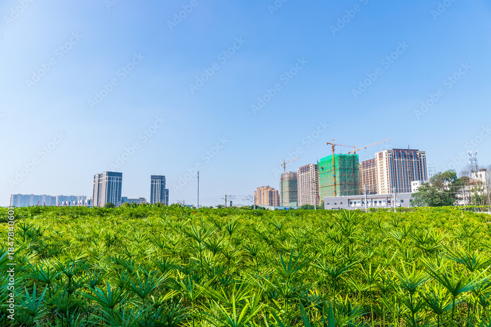 Fototapeta premium The greenery landscape of Shuizhuyuan in Wuhou District, Chengdu City, Sichuan Province, China