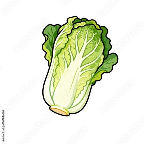 [Vector EPS]A fresh and green Chinese cabbage with vibrant leafy structure