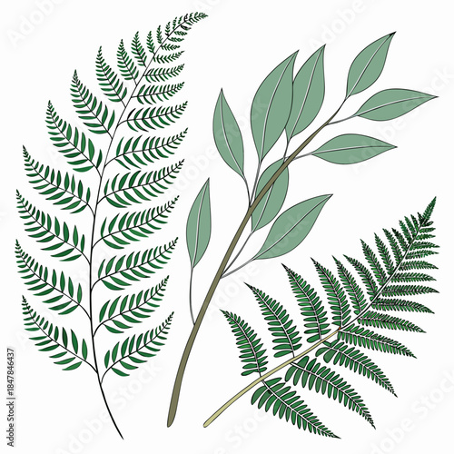 fern leaf isolated on black background