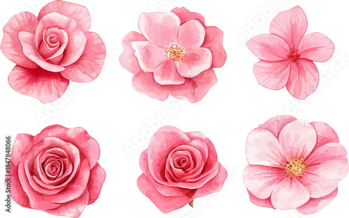 pink rose isolated on white background
