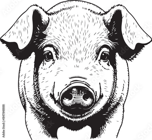 close up detailed realistic drawing of pig snout face with ears and eyes on transparent background
