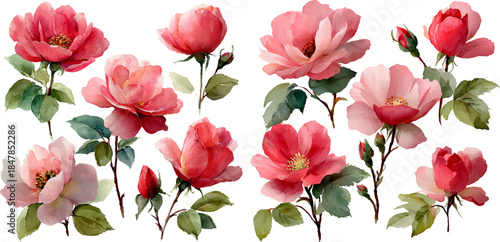 pink tulips in the garden