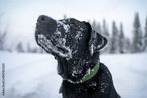 The Labrador retriever smelled something in the air