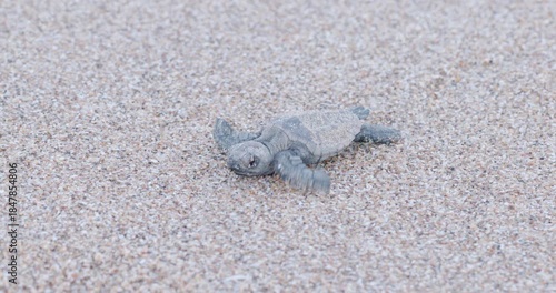 a high frame rate tracking shot of a loggerhead turtle hatchling crawling towards the camera at mon repos beach at sunset during summer in bundaberg, australia