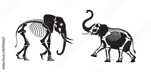 Elephant Skeleton and Silhouette Illustration. Animal Anatomy Vector Art.