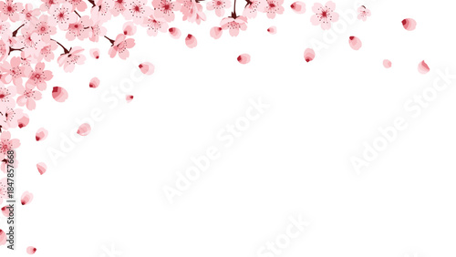Elegant corner frame design with delicate pink cherry blossom flowers and falling petals, creating a beautiful border on a white background.