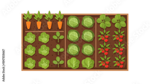 Raised garden bed with carrots lettuce cabbage and tomatoes