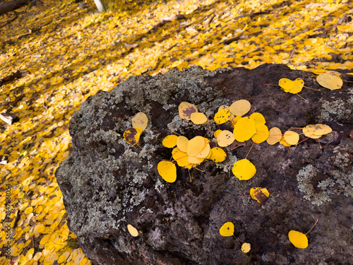 Aspens of Flagstaff AZ