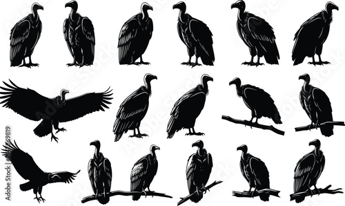 Set of Vulture Silhouettes in Flying Standing and Perching Poses Scavenger Bird Wildlife Collection Isolated on White Background Vector Illustration
