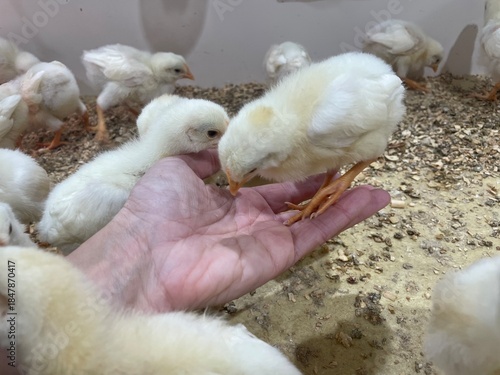 Hand holding and feeding baby chicken
