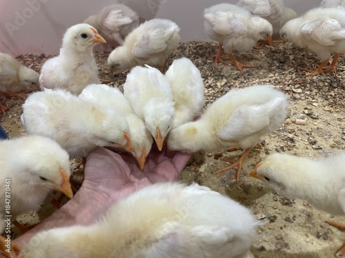 Hand holding and feeding baby chicken
