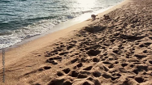 Dogs Chasing Stick on the Beach at Sunset