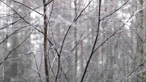 wet spiderweb on tiny tree branches by cold autumn morning
