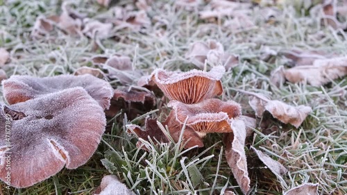 frozen mushrooms on frosted meadow background, pan camera movement