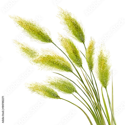 Tall Grass Stems With Fluffy Seed Heads Arranged in a Bunch on a White Backgr...