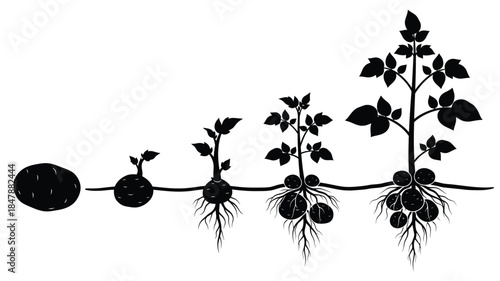 The life cycle of a potato plant from seed to mature growth