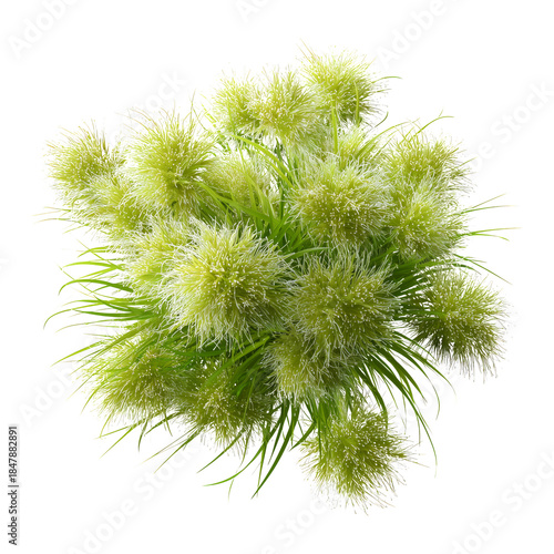 Bright Green Plant With Fluffy Texture Gathered Together in a Bunch