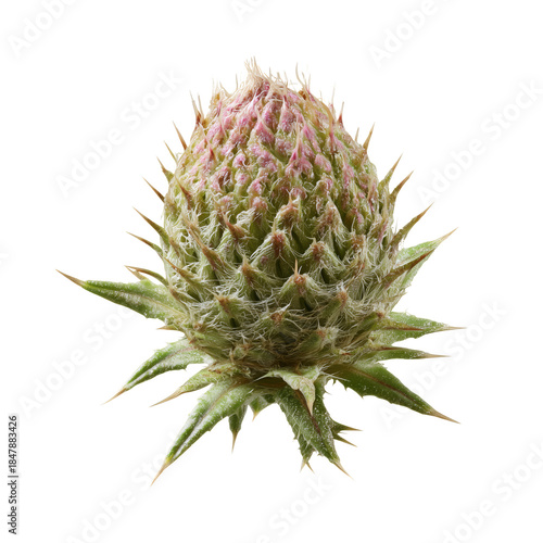Pineapple Plant Growing in a Garden With Green Leaves and a Ripe Fruit
