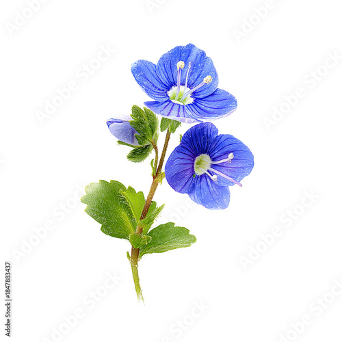 Discovering Blue Flowers With Green Leaves in a Natural Setting During Daylig...