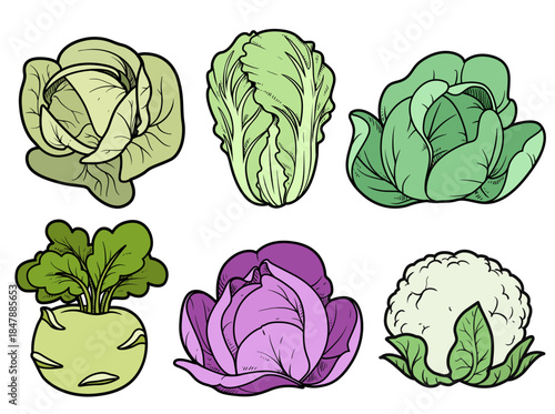 Cabbage - kohlrabi, white cabbage, Chinese cabbage, cauliflower  color illustration with outline on white background