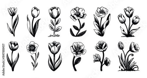 Collection of Hand Drawn Tulip Flower Illustrations in a Sketch Style for Spring Floral Themes and Botanical Projects