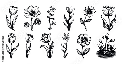 Hand drawn collection of delicate floral elements including tulips and wildflowers rendered in a classic black and white sketch style, perfect for invitations, stationery, and naturethemed