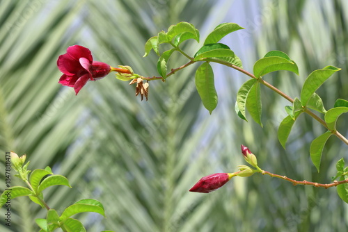 Beautiful red flower of Allamanda cathartica in nature