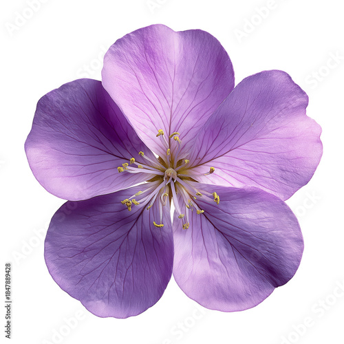 Purple Flower With Delicate Petals and Yellow Center During Spring Afternoon
