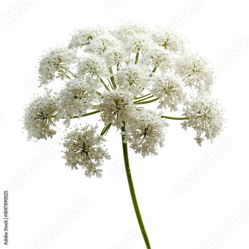 White Flower With Small Clusters Stands Upright Against a Plain Background