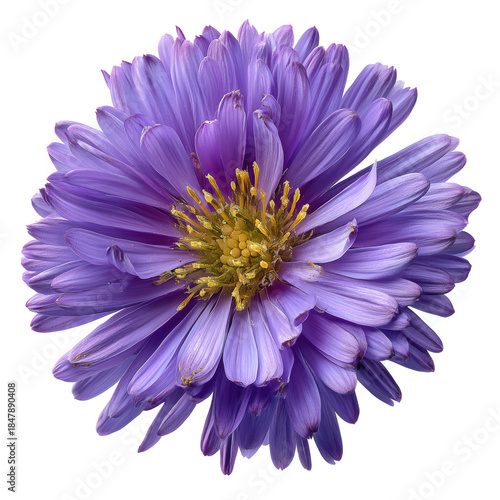 Bright Purple Flower With Many Petals and Yellow Center in Close View