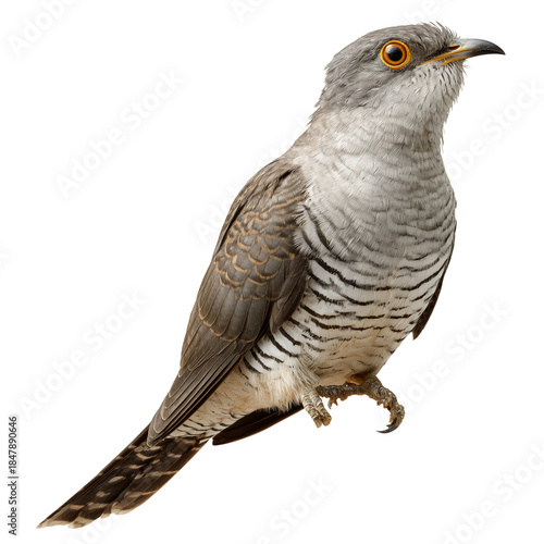 Bird Perching on a Branch During Daylight Hours in a Natural Setting
