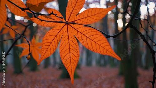 Autumn forest landscape showing sunlight illuminating vibrant orange and red leaves on trees and a ground covered with fallen foliage, creating a peaceful mood