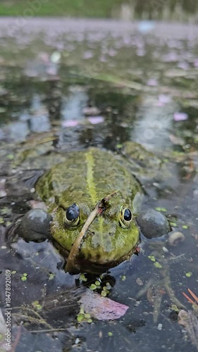 Frog is swimming , croaking and blowing bubbles in a pond. The frog has a leaf in its mouth. The pond is surrounded by trees