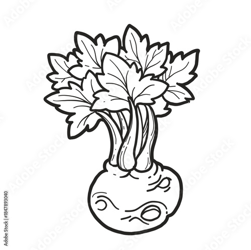 Sprouted celery stalk linear drawing on white background