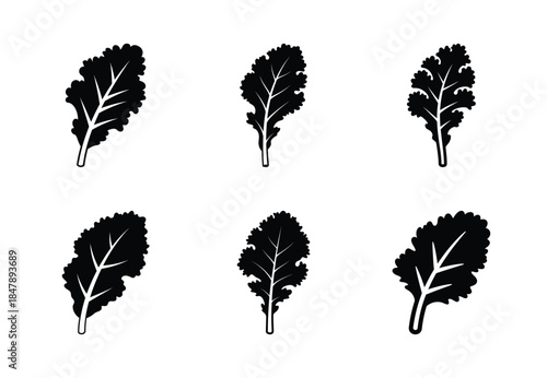 set of food kale leaf silhouette icon vector illustration isolated on white background