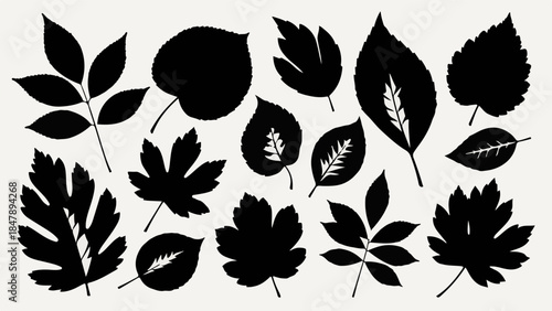 Collection of diverse leaf silhouettes on a neutral background