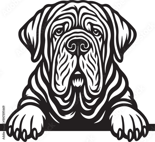 peeking neapolitan mastiff dog with paws