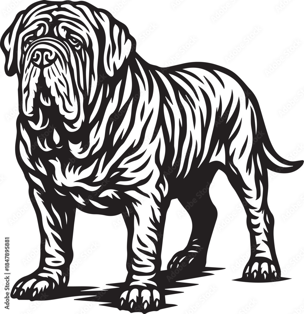 Obraz premium black and white neapolitan mastiff dog